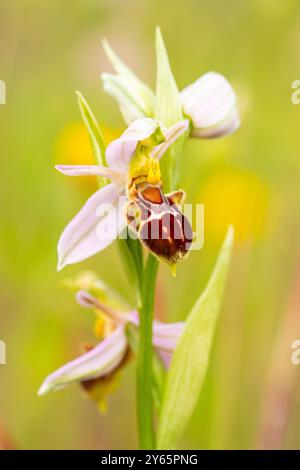 Eine auffällige BienenOrchidee (Ophrys apifera) besticht durch ihre detaillierten Blütenblätter auf einer ruhigen Wildblumenwiese, die ihrem namensgebenden Insekt ähnelt. Stockfoto