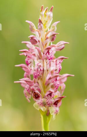 Eine detaillierte Makroaufnahme erfasst die komplizierte Schönheit der rosa gesprenkelten Blütenblätter einer wilden Orchidee vor einem sanften grünen Hintergrund. Stockfoto