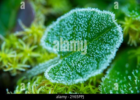 Dieses Bild zeigt die komplizierten Details eines einzelnen Frostblatts und kontrastiert mit einem üppigen grünen Hintergrund mit taufrischen Texturen. Stockfoto