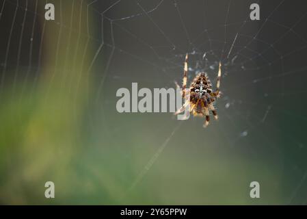 Detaillierte Ansicht einer Kreuzspinne, Araneus diadematus, zentral in ihrem komplizierten Netz positioniert, mit einem weichen grünen, verschwommenen Hintergrund, der die s betont Stockfoto