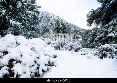 Ruhige Winterlandschaft mit dichtem, schneebedeckten Kiefernwald fängt die Ruhe der Natur in einer bergigen Region mit sno ein Stockfoto