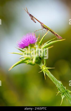 Eine Empusa pennata, allgemein bekannt als Conehead Mantis, thront zart auf einer lebendigen Distelblume. Stockfoto