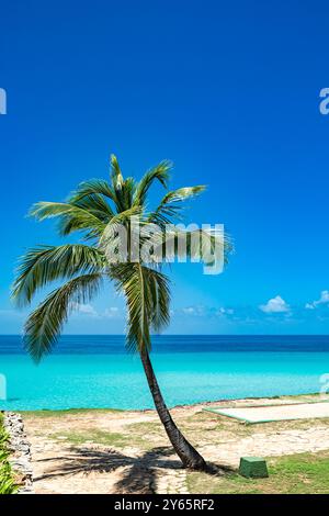 Eine einsame Palme neigt sich dem kristallklaren türkisfarbenen Wasser von Varadero, Kuba, zu. Unter einem hellblauen Himmel lädt die ruhige tropische Szene zum Entspannen ein Stockfoto