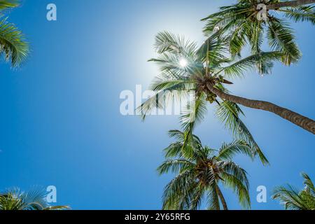 Sonnenlicht blickt durch die Wedel von hohen Palmen vor einem hellblauen Himmel in Varadero, Kuba, diese tropische Szene weckt ein Gefühl von Wärme und Entspannung Stockfoto