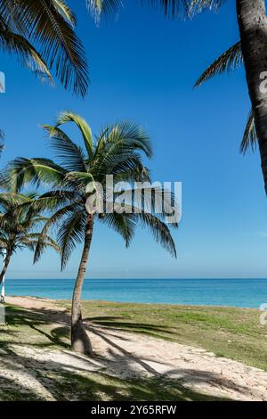 Palmen werfen lange Schatten an einem sonnigen Strand in Varadero, Kuba, mit dem türkisfarbenen Wasser der Karibik im Hintergrund Eine ruhige tropische Kulisse Stockfoto