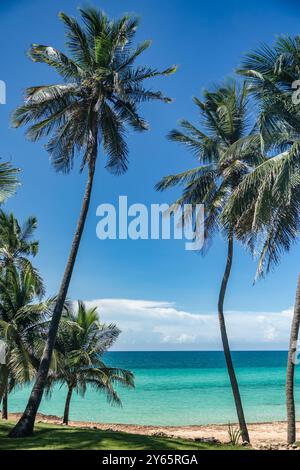 Ein atemberaubender Blick auf den Strand von Varadero in Kuba, mit hohen, winkenden Palmen vor einem hellen türkisfarbenen Meer unter einem klaren blauen Himmel, perfekte Landschaft für Sie Stockfoto