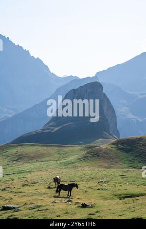 Eine ruhige Szene mit Pferd und Kuh, die auf den üppig grünen Wiesen der französischen Pyrenäen weiden, mit den majestätischen Gipfeln der Lacs d'Ayous im Hintergrund. Stockfoto