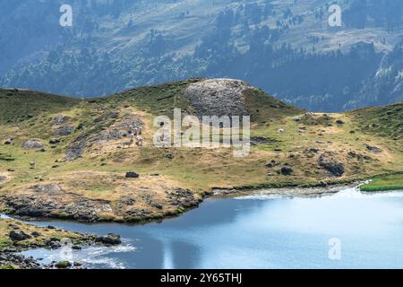 Eine ruhige Szene mit Rindern, die in der Nähe des ruhigen Lacs d'Ayous weiden, umgeben von üppigem Grün der französischen Pyrenäen. Stockfoto