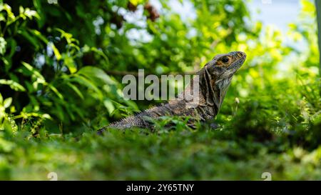 Im Golf von Papagayo in Costa Rica taucht ein Leguan inmitten üppiger grüner Blätter auf und taucht in das Sonnenlicht ein. Stockfoto