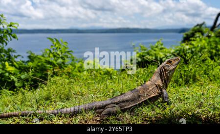 Ein Black Stachelschwanz Iguana (Ctenosaura similis) genießt die Sonne mit einem malerischen Blick auf den Golf von Papagayo, Costa Rica im Hintergrund. Stockfoto