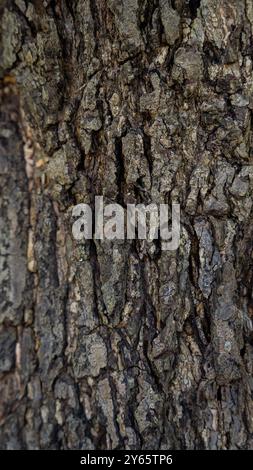 Detaillierte Ansicht der rauen Rindenstruktur eines Baumes, aufgenommen im Golf von Papagayo, die die komplizierten Muster der Natur hervorhebt. Stockfoto