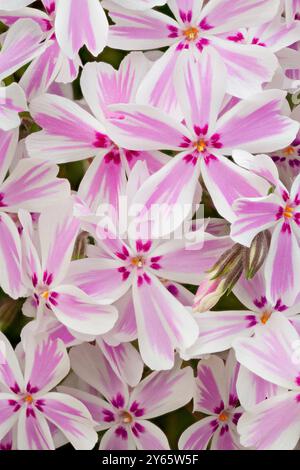 Ein zartes Arrangement aus rosafarbenen und weißen Candy Stripe Phlox-Blüten, aufgenommen auf einem Makrofoto, mit selektivem Weichfokus, um ein traumhaftes e zu erzeugen Stockfoto