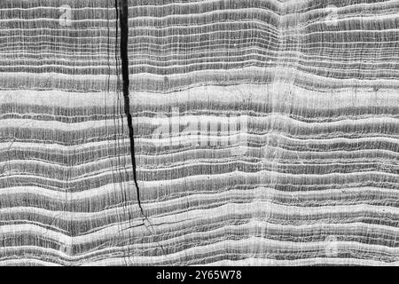 Makroaufnahme einer geschliffenen und polierten Platte aus fossilem Holz aus dem Tom Miner Basin of Montana; Art unbekannt; Eozän im Alter von 50 Millionen Jahren Stockfoto
