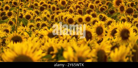 Dieses atemberaubende Bild fängt den warmen Glanz eines Sonnenuntergangs über einem riesigen Sonnenblumenfeld in Genf, Schweiz, ein und unterstreicht die natürliche Schönheit und vib Stockfoto