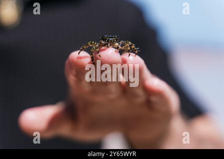 Eine detaillierte Nahaufnahme, die eine kleine, gesprenkelte Krabbe auf der Fingerspitze eines Menschen aufnimmt, deren Hintergrund die Merkmale der Krabbe betont Stockfoto