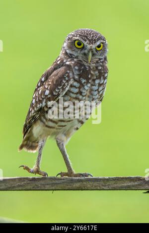 Eine Nahaufnahme einer Grabeule auf einem Holzzaun mit einem grünen, verschwommenen Hintergrund. Stockfoto