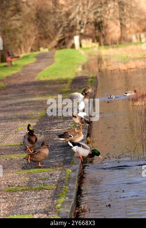 Anas platyrhynchos - Mallard Ente am Rand des Teichs Stockfoto