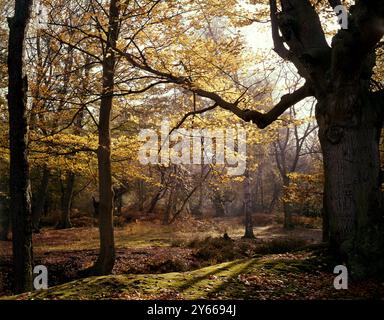 Burnham Beeches ein Gebiet von alten Wäldern in der Herbstzeit, Buckinghamshire, England Stockfoto