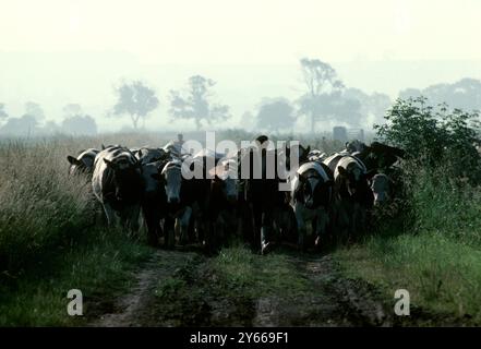 Sommer : Freisian - und Hereford - Stiere auf frische Weiden , Lake District , Cumbria , England . Juli 1979 Stockfoto