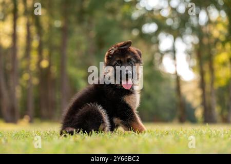 Schäferhund im Park auf grünem Gras und sonnigem Tag. Verspielter 8 Wochen alter Welpe reinrassiger Schäferhund. Stockfoto
