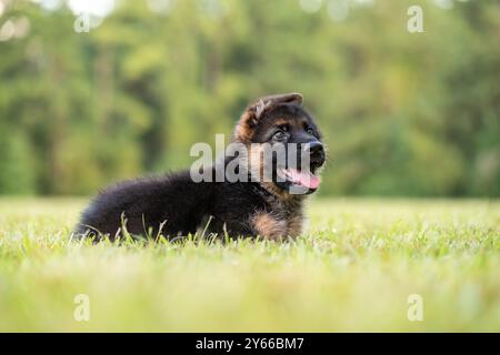 Schäferhund im Park auf grünem Gras und sonnigem Tag. Verspielter 8 Wochen alter Welpe reinrassiger Schäferhund. Stockfoto