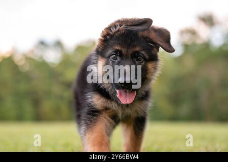 Schäferhund im Park auf grünem Gras und sonnigem Tag. Verspielter 8 Wochen alter Welpe reinrassiger Schäferhund. Stockfoto