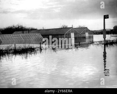 Gewächshäuser wurden bei den großen Überschwemmungen entlang des Weges der Themse in Kent am 2. Februar 1953 überflutet. Stockfoto