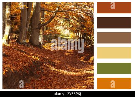 Schatten des Herbstes. Wunderschöne Herbstlandschaft und passende Farbpalette Stockfoto