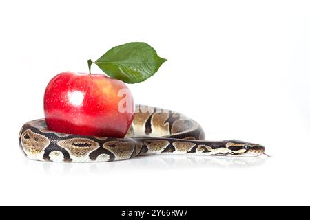 Königliche Python mit rotem Apfel auf weißem Hintergrund Stockfoto