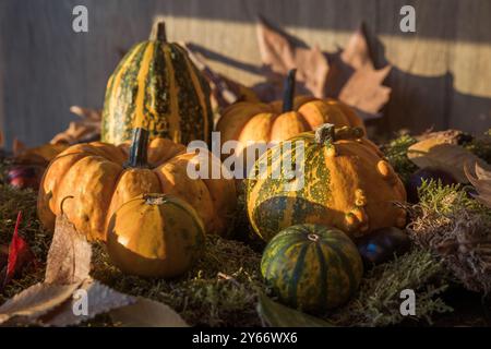 Grüne und orange Kürbisse auf Moos mit Blättern und Kastanien, ideal zum Essen, Dekorieren und halloween Stockfoto