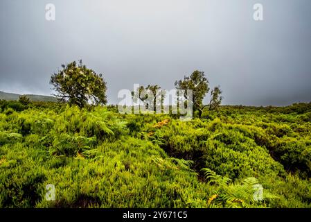 UNESCO-geschützter Laurisilva-Wald mit Nebel- und nebelumhüllten Geisterbäumen mit grünem Laub und verdrehten braunen Stämmen auf Madeira in Portugal Stockfoto