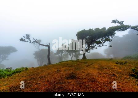 UNESCO-geschützter Laurisilva-Wald mit Nebel- und nebelumhüllten Geisterbäumen mit grünem Laub und verdrehten braunen Stämmen auf Madeira in Portugal Stockfoto