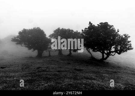 UNESCO-geschützter Laurisilva-Wald mit Nebel- und nebelumhüllten Geisterbäumen mit grünem Laub und verdrehten braunen Stämmen auf Madeira in Portugal Stockfoto