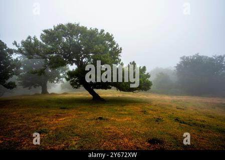 UNESCO-geschützter Laurisilva-Wald mit Nebel- und nebelumhüllten Geisterbäumen mit grünem Laub und verdrehten braunen Stämmen auf Madeira in Portugal Stockfoto