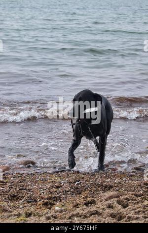 Hund kommt aus dem Wasser tropfend, hält ein Spielzeug im Mund an einem Strand in Rerik, Deutschland an der Ostsee. Stockfoto