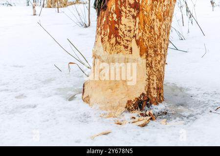 Ein Baumstamm im Schnee, von Bibern in der Nähe des Flusses genagt Stockfoto