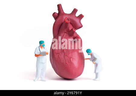 Zwei Miniaturfiguren des Arztes analysieren ein großes anatomisches Herzmodell und zeigen medizinische Forschung und Ausbildung. Stockfoto