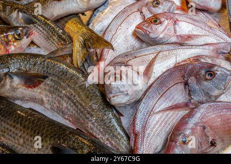 Frischer Fisch wird auf dem Rialto Fischmarkt im San Polo Sestiere von Venedig, Italien, gezeigt Stockfoto