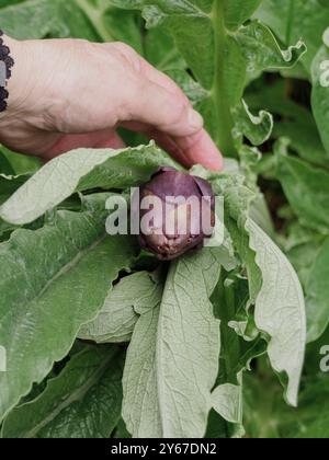 Kluge Seniorenbauerin pflegt liebevoll eine Artischockenpflanze in ihrem Garten, die nachhaltige Landwirtschaft und Bio-Produkte verkörpert Stockfoto