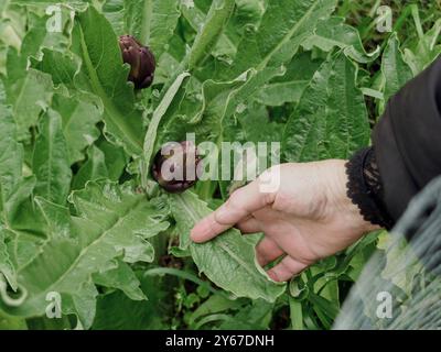 Die Bäuerin überprüft die Blätter einer Artischockenpflanze, die in ihrem Gemüsegarten wächst, um ihre Gesundheit und ihren Fortschritt zu gewährleisten Stockfoto