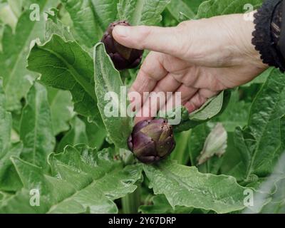 Die Farmerin überprüft die Qualität der Artischockenknospen, die auf ihrem Feld wachsen. Das Bild erinnert an Konzepte der Landwirtschaft, der gesunden Ernährung und der lokalen Landwirtschaft Stockfoto