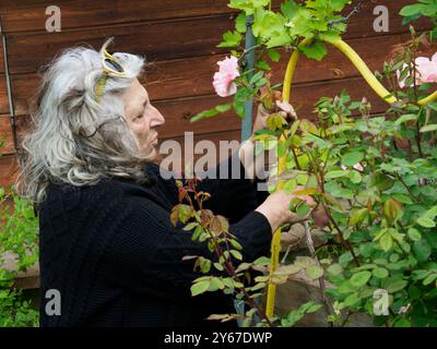 Eine Seniorin genießt Gartenarbeit und bindet an einem sonnigen Tag einen Rosenstrauch an einen Spalier, umgeben von bunten Blumen und Grün Stockfoto