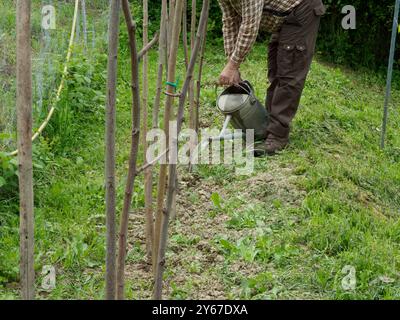 Der Gärtner pflegt liebevoll seinen Garten, bewässert frisch gepflanzte Bäume in der friedlichen Landschaft unter warmem Sonnenlicht und trägt so zur Umwelt bei Stockfoto