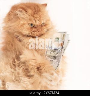 Eine wütende Perserkatze hält ein Bündel von Hundert-Dollar-Scheinen in die Pelzpfoten und zeigt eine humorvolle Szene von Katzenreichtum und Luxus. Stockfoto