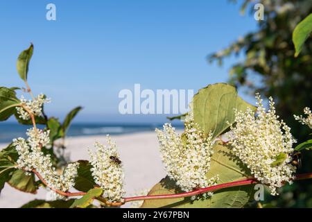 Der Japanische Staudenknöterich invasive Art blüht Mitte September und zieht Insekten Bienen an. Strand am Bakenberg im Nordwesten der Insel Rügen auf der Halbinsel Wittow in Mecklenburg-Vorpommern im September 2024, die Sonne scheint, der Strand ist leer. 22.09.2024 Halbinsel Wittow *** die japanische Knotenweed-invasive Art blüht Mitte September und zieht Insekten an Bienen Strand am Bakenberg im Nordwesten der Insel Rügen auf der Halbinsel Wittow in Mecklenburg-Vorpommern im September 2024 scheint die Sonne, der Strand ist leer 22 09 2024 Halbinsel Wittow 20240922-DSC 6871 Stockfoto