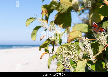 Der Japanische Staudenknöterich invasive Art blüht Mitte September und zieht Insekten an Tagpfauenauge, Falter Strand am Bakenberg im Nordwesten der Insel Rügen auf der Halbinsel Wittow in Mecklenburg-Vorpommern im September 2024, die Sonne scheint, der Strand ist leer. 22.09.2024 Halbinsel Wittow *** die japanische Knotenweed-invasive Art blüht Mitte September und zieht Insekten an Pfau Schmetterling Strand bei Bakenberg im Nordwesten der Insel Rügen auf der Halbinsel Wittow in Mecklenburg-Vorpommern im September 2024 scheint die Sonne, der Strand ist leer 22 09 2024 Halbinsel Wittow Stockfoto