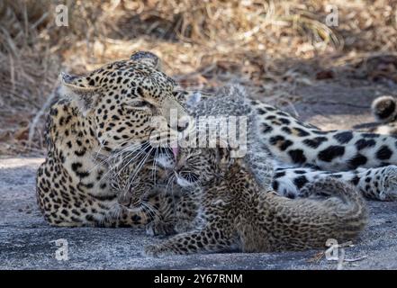 Porträt einer Leopardenfrau (Panthera pardus), die mit ihrem Jungen interagiert und das Mädchen auf den Kopf leckt Stockfoto