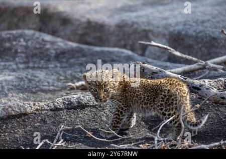 Der zehnwöchige gaby Leopard erkundet die Felsen in der Nähe seiner Höhle im Greater Kruger National Park Stockfoto