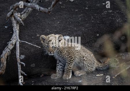 Der zehnwöchige gaby Leopard sitzt auf einem Felsen in der Nähe seiner Höhle im Greater Kruger National Park Stockfoto