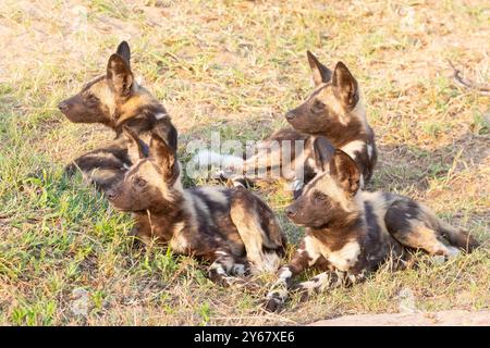 Gefährdete afrikanische Wildhunde oder Painted Dog ( Lycaon pictus) Welpen bei Sonnenaufgang, Kruger-Nationalpark, Südafrika. Zu den Bedrohungen gehören Menschenmorde, Human de Stockfoto